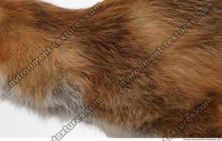 Photo Textures of Animal Skin 